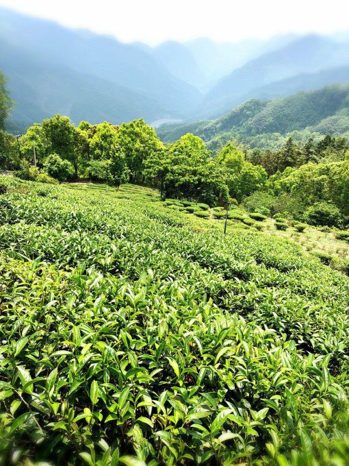 阿里山茶的香氣記憶之旅與六大茶類基礎入門